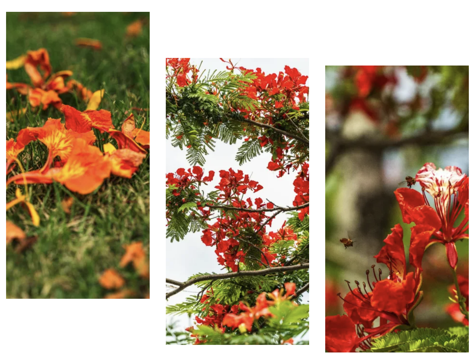 横琴花海长廊凤凰木盛放倒计时！初夏”红霞”即将刷屏朋友圈