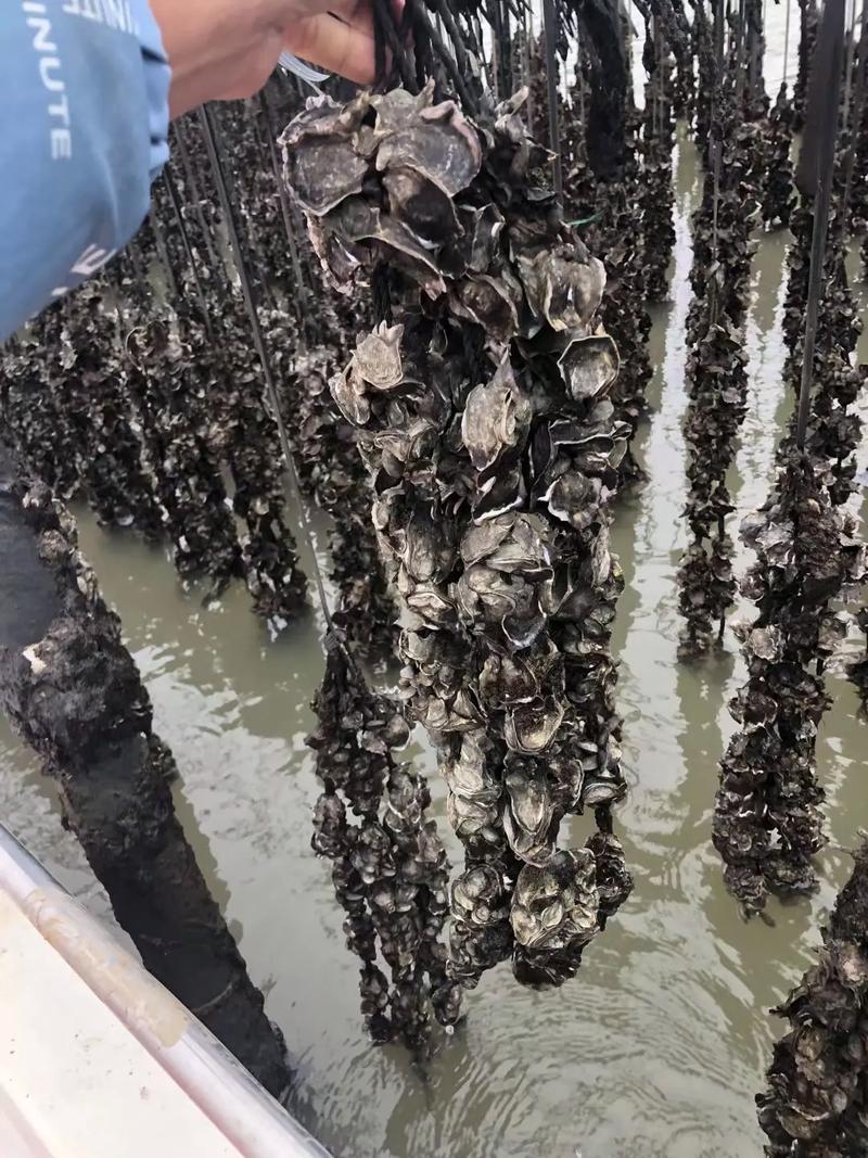 横琴蚝养殖场实景