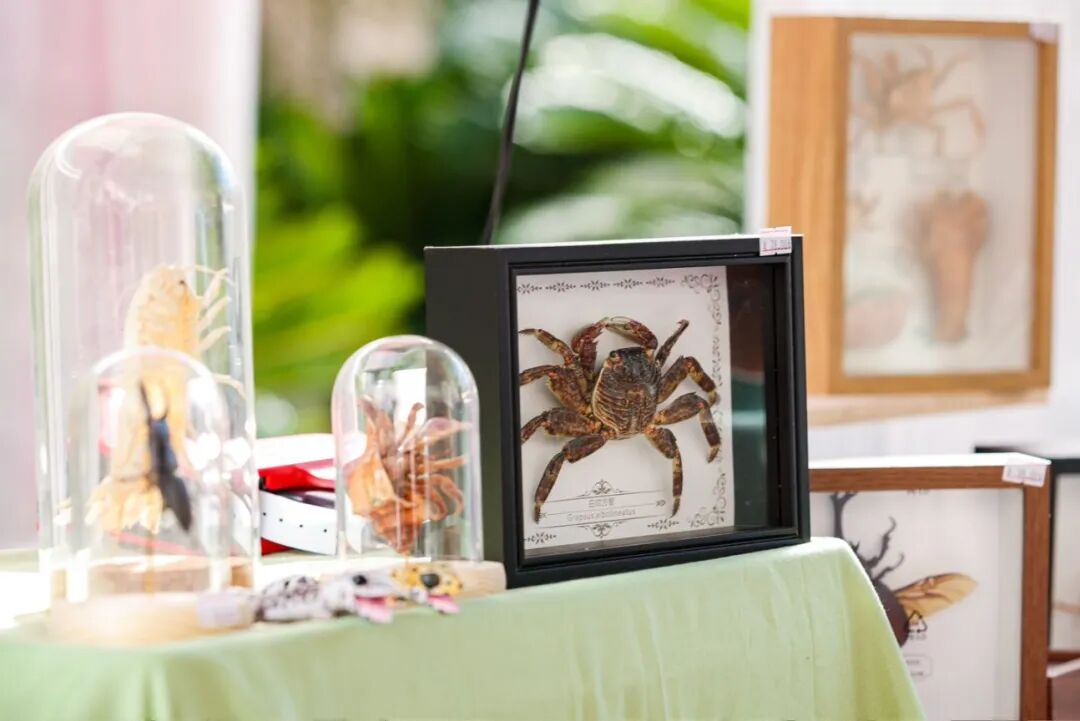 2025横琴音乐光影秀，将于10月17日-10月19日，在横琴国际金融中心北侧大草坪上演，附攻略→