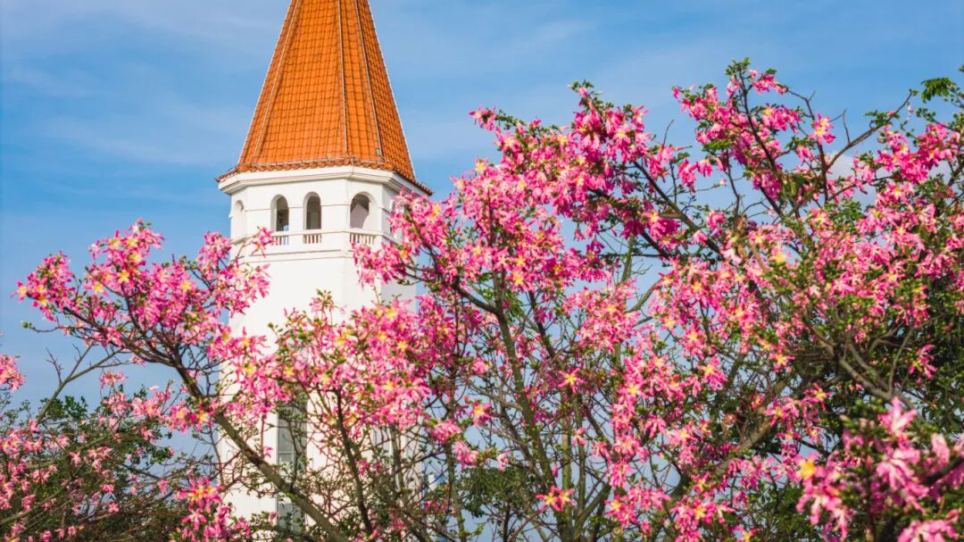 来横琴，见花开！横琴花海长廊最佳赏花季节到啦！