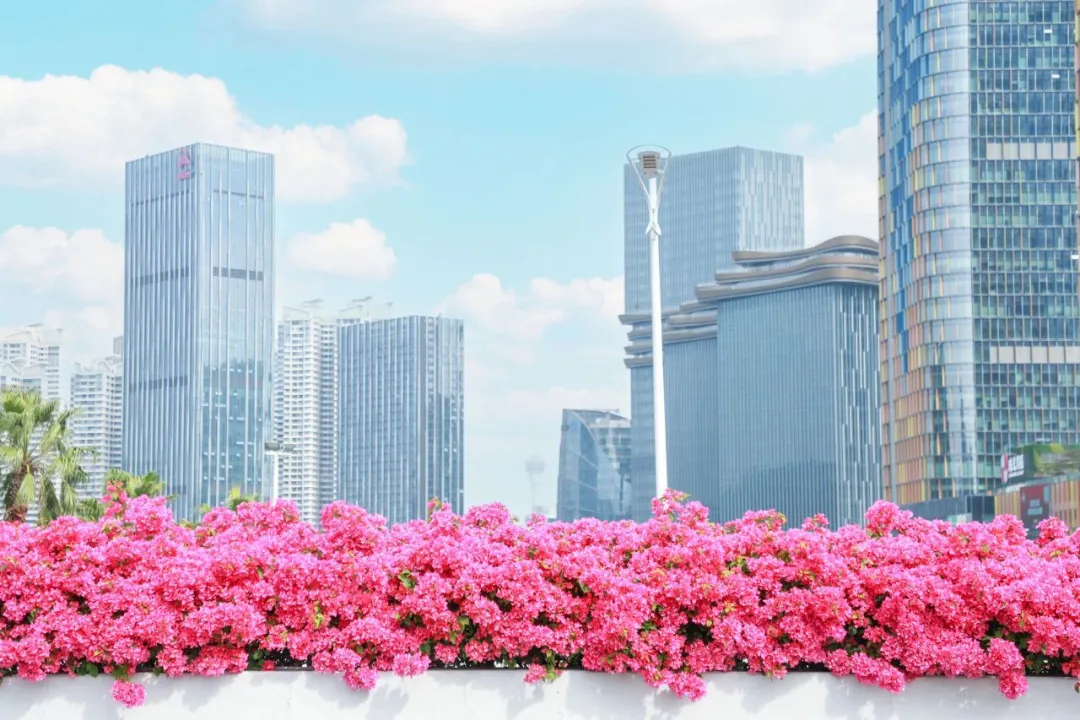 骑行赏花正当时，共赴横琴花海长廊之约：全运同款赛道，解锁秋冬限定浪漫