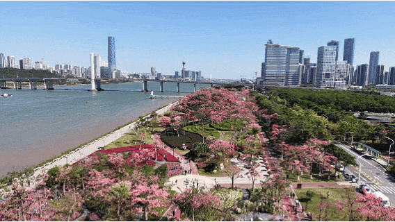 骑行赏花正当时，共赴横琴花海长廊之约：全运同款赛道，解锁秋冬限定浪漫