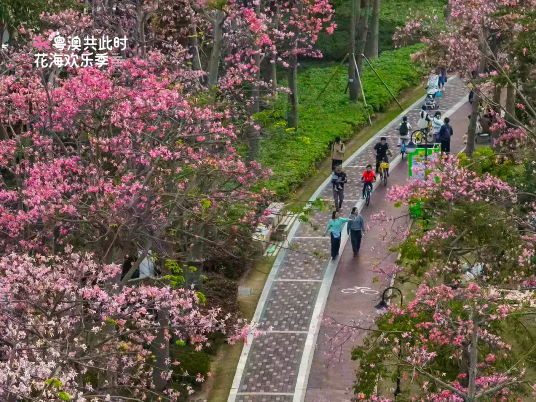 骑行赏花正当时,共赴横琴花海长廊之约:全运同款赛道,解锁秋冬限定浪漫