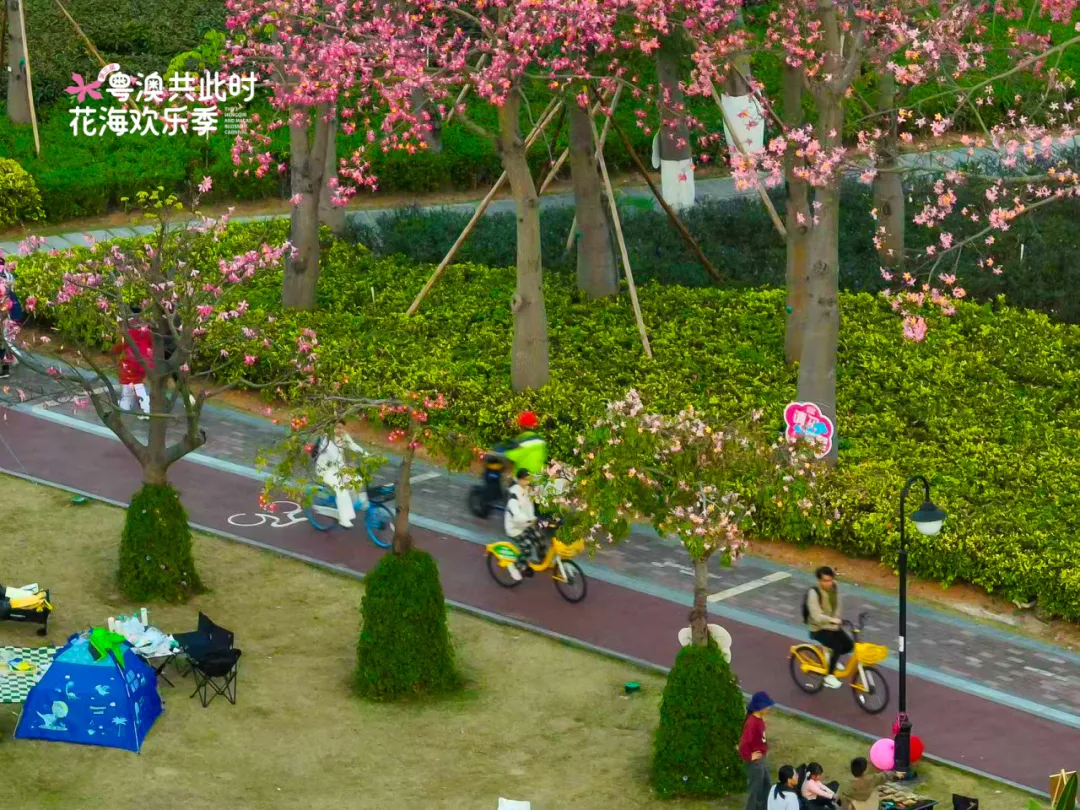 骑行赏花正当时,共赴横琴花海长廊之约:全运同款赛道,解锁秋冬限定浪漫